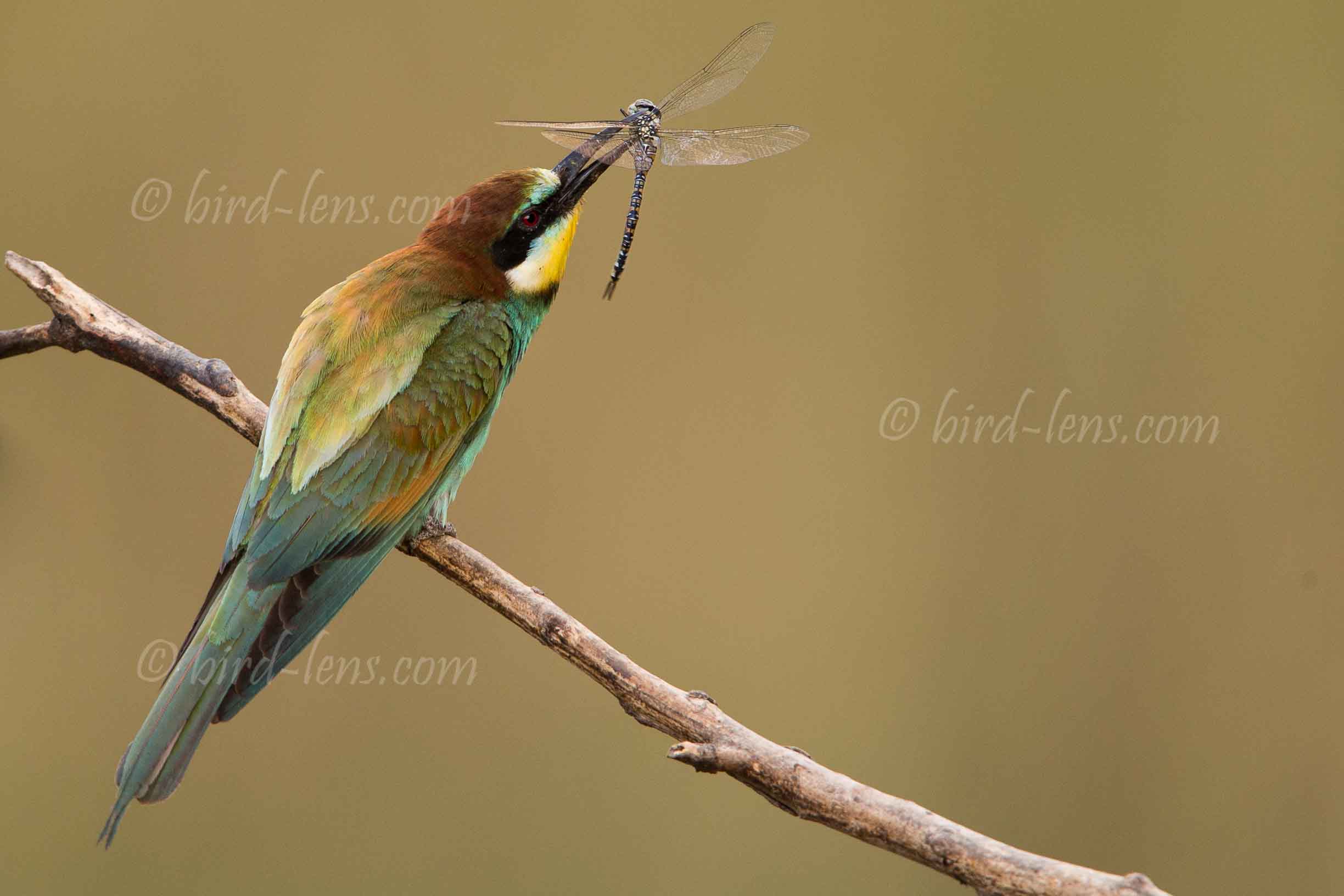 Bienenfresser (europ.)
